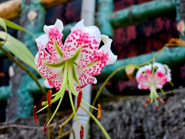 (五分山系)望古瀑布-2025微笑山線大縱走尋寶集章任務2855274