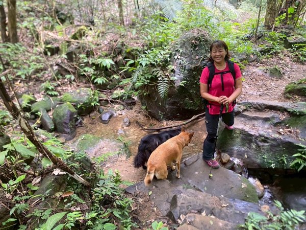 苗栗縣獅潭鄉鳴凰古道O型縱走2803663