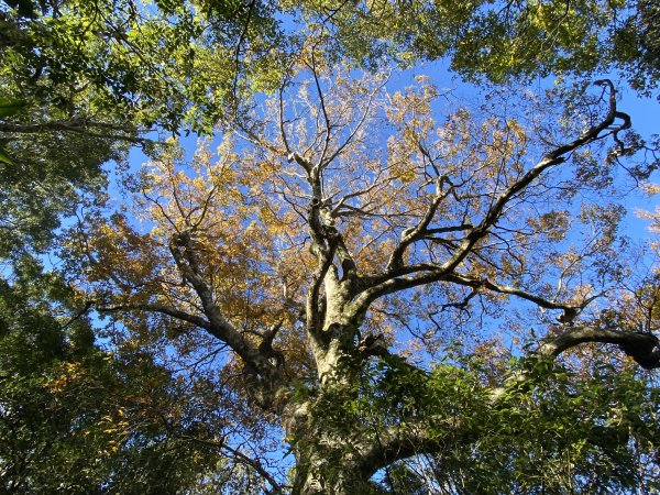 114.11.16 北得拉曼追黃金山毛櫸2937912