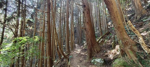 2026/03/18 加里山+大坪山 O型3020012