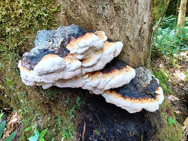 低陸山-嘎拉賀神木1765094