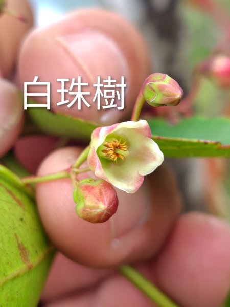 關刀山西峰 關刀山 關刀山東峰 西關刀山北峰 西關刀山北北峰2891021