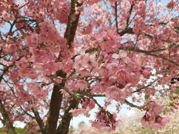 櫻花樹下的浪漫〡千櫻園874715