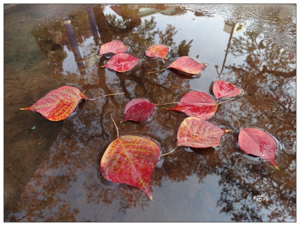 烏桕/冬日的紅葉