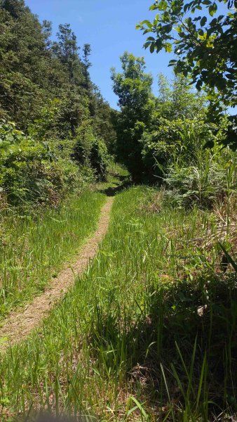 20250510福山古道隴頂步道健行:2791499