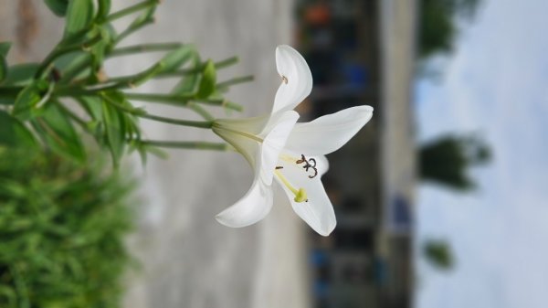 解鎖第50座小百岳#092萬人山。【爬山爬到會上癮，會不會爬到沒朋友🤣🤣】2824675