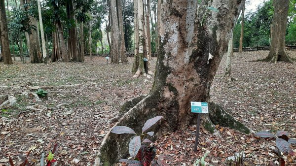 《南投》河岸賞鳥｜竹山下坪步道及自然教育園區O繞202302252042175