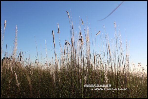 季節限定蘭陽溪畔甜根子草的銀白世界489306