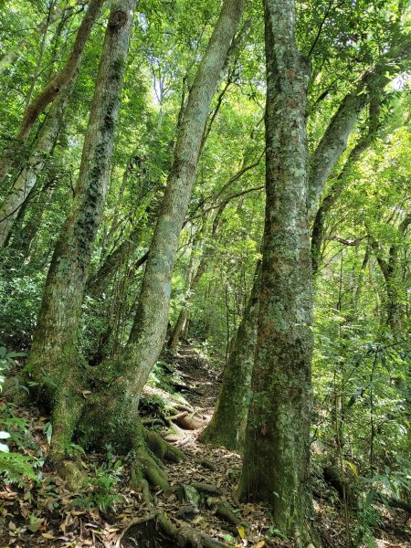 李棟山步道2206479