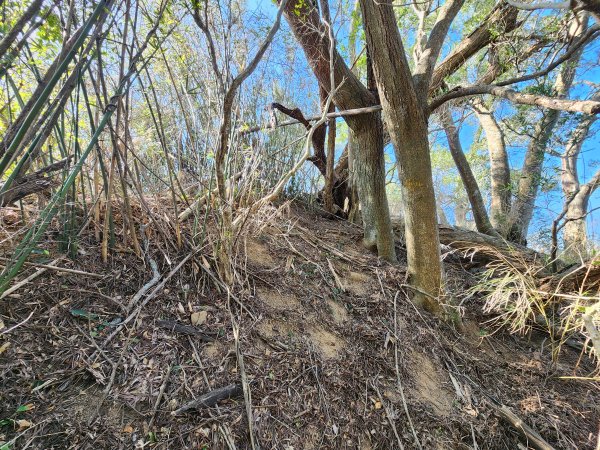 20250114石井山、榴子坑山、後脊山、龍頂山2728600