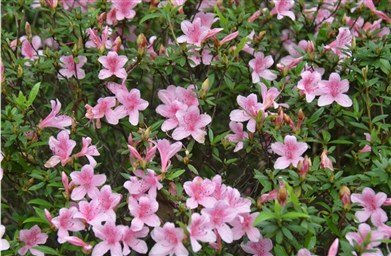 杜鵑杜鵑幾月開，福山植物園報給你知