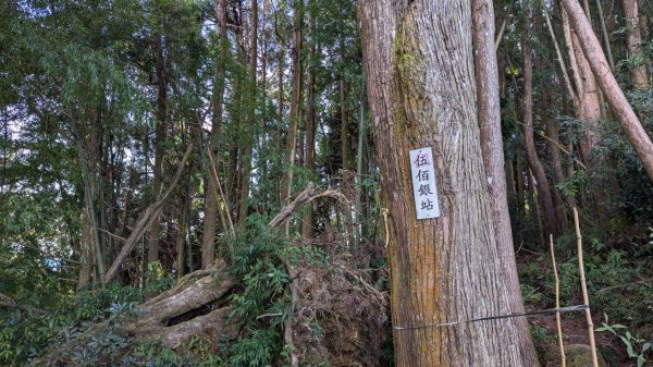 金柑樹山、忘憂森林步道｜嶺頭山2645523