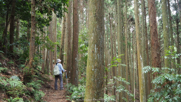 《新竹》杉林浴｜民都有山登山步道