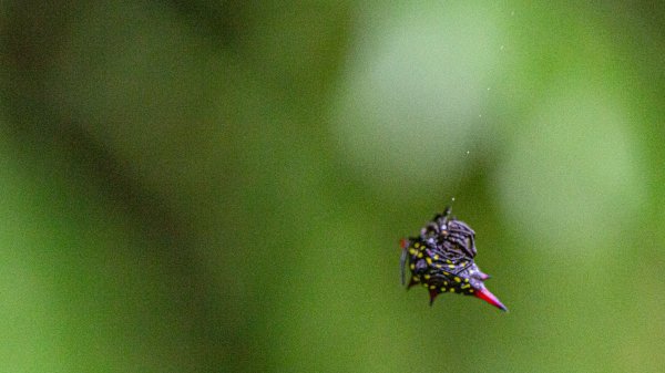 傳說中的「魔神仔洞」| 菁桐古道（汐止段＆平溪段）2721245