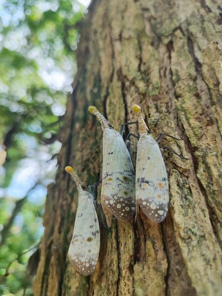 後花園散散步2855172