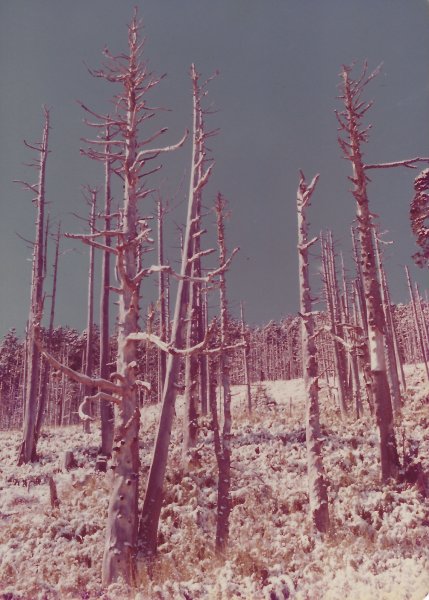 雪山主東峰賞雪行(民國71年)711205