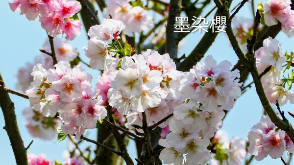 十八份拐圳,陽峰古道,花鐘3017688