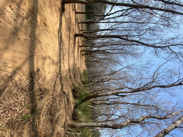 苗栗頭份-老崎古道2628332