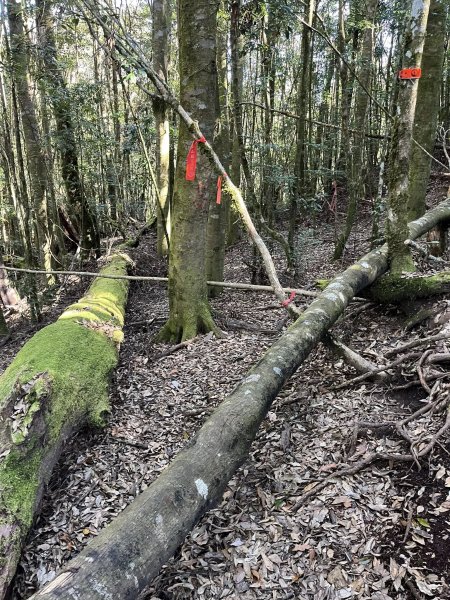 雪見大板根2959260