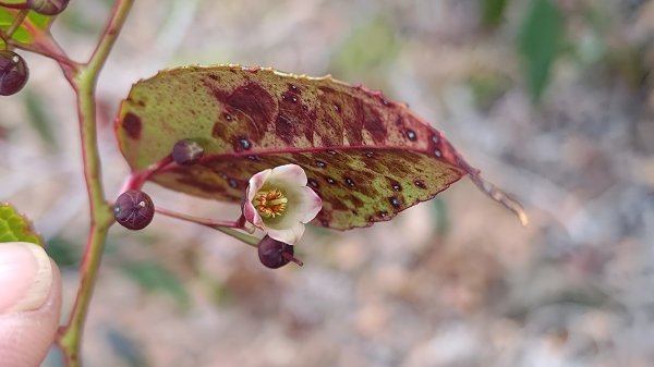 嘉義縣最遙遠的南霞山2698979