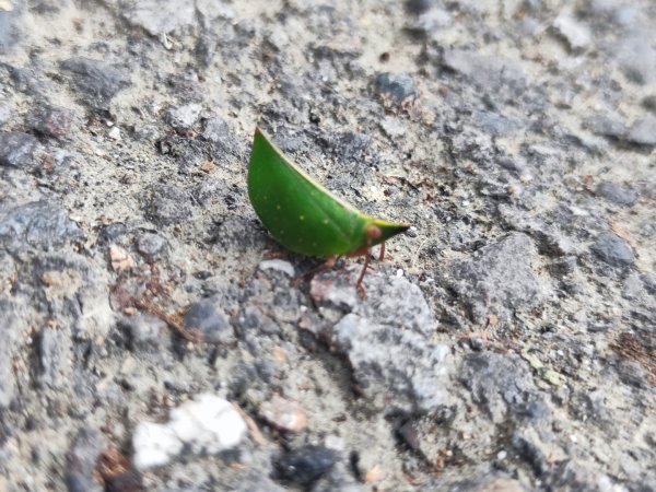 微笑山線大棟山系2838332