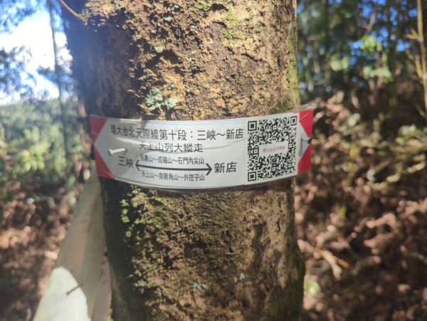 2025.10.18－微笑山線：【天上山系】望月亭桐花段2919574