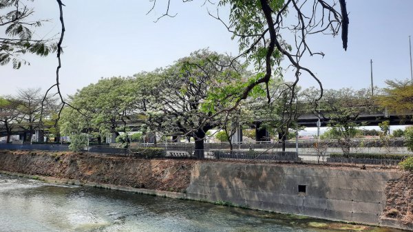 《台中》苦楝樹王｜潮洋溪惠來溪步道生態之旅202303-042124099