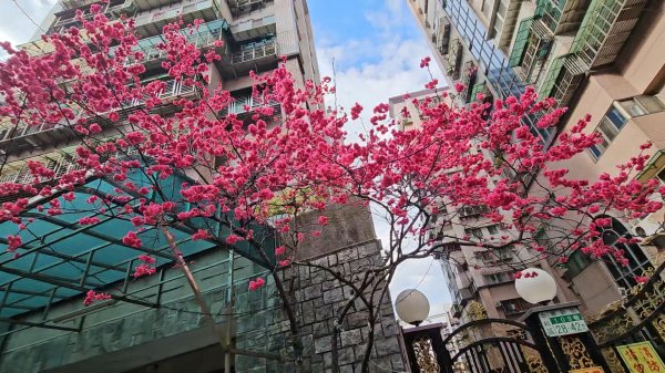 圓通寺烘爐地登山步道大O走3006968
