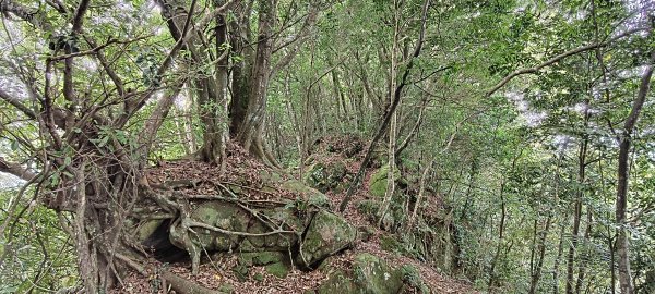 關西赤柯山+赤柯山南峰+東獅頭山+西獅頭山 O型-2026/08/113102691
