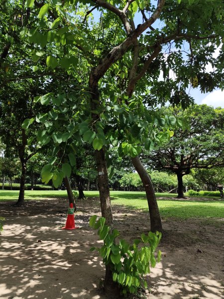 大安森林公園【走路趣尋寶】【臺北健走趣】2551447