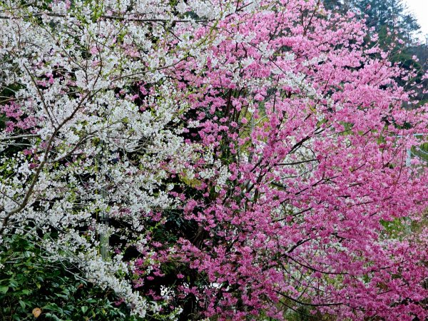 司馬庫斯神木群步道及櫻花季-(新竹)臺灣百大必訪步道3007815