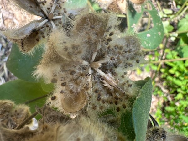 高雄美濃月光山2734907