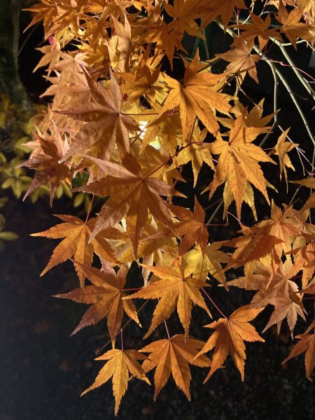 楓之絆----京都大阪賞楓2967334