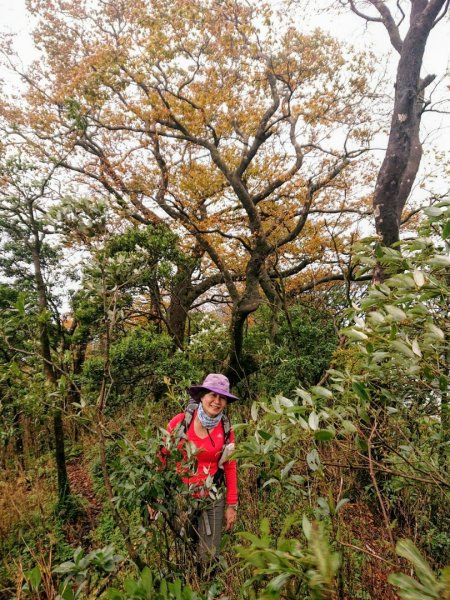 美呆～金黃山毛櫸的饗宴（樂佩、卡保稜線）1155402