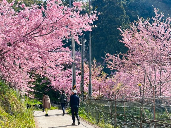 桃園 復興 巴陵 恩愛農場3011879