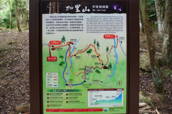 苗栗 南庄 加里山2963383