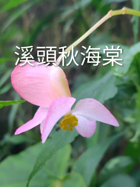 唐麻丹山 蝴蝶谷2918850