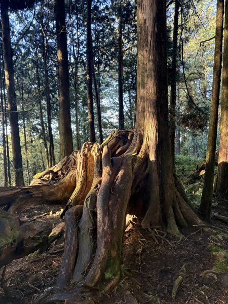 20251225塔山步道(大塔山)2970305