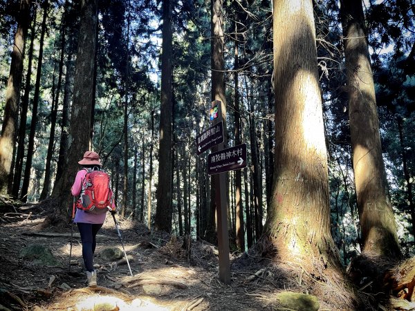 神阿古道原路來回 加碼阿里山賞櫻花 2023/03/242083963