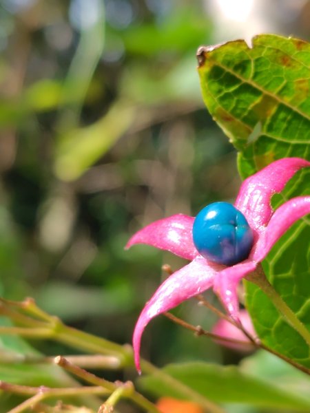 恆春大縱走連走白沙彌山出呆風草原2991452