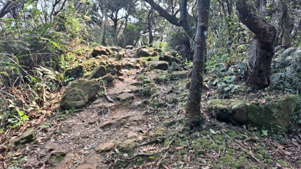 20240308汐止大尖山步道-四分尾山-耳空龜山2448647