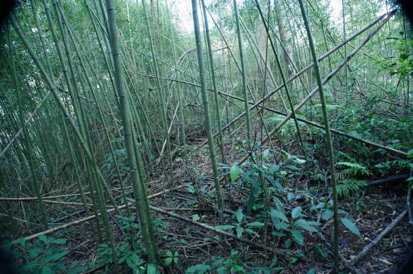 新北 三峽 內詩朗山、金平山2950923