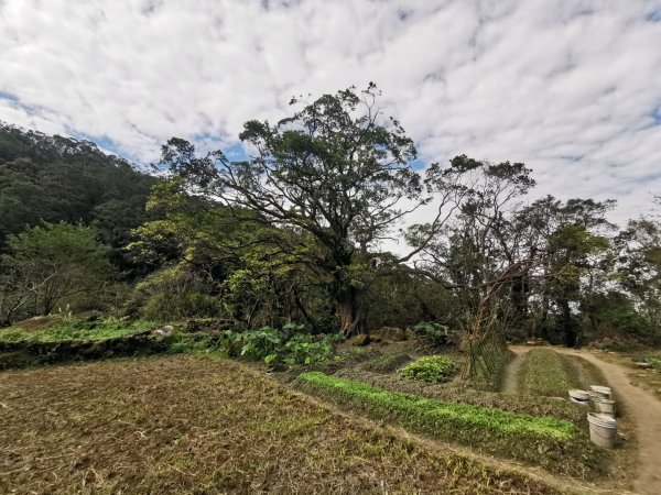 猴山岳萬壽路登山口-猴山岳-林家草厝-猴山岳山腰路-泰元農場 踽踽獨行2720836