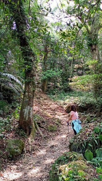 【苗栗-臺灣百大必訪步道】泰雅族抗日的馬那邦山登山步道1347691