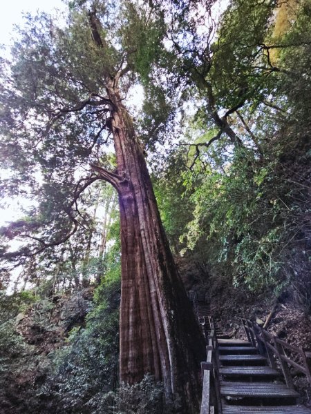 大雪山森林遊樂區森林浴步道2966026