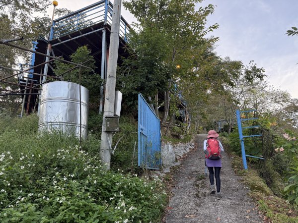 塔曼山 連走 拉拉山森林遊樂區 O繞 202510112923647