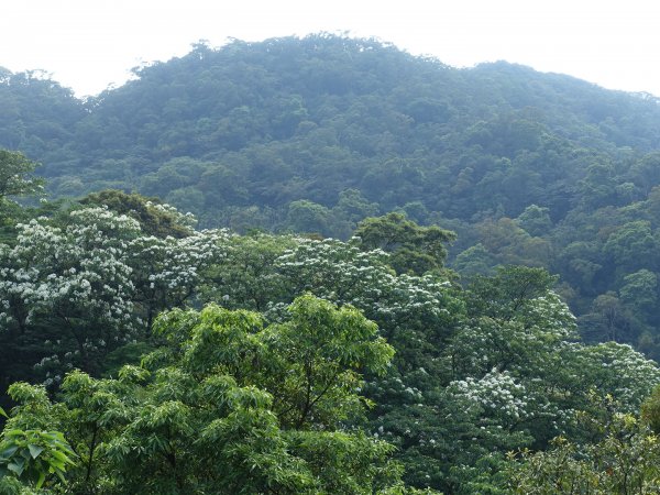 桐花公園、天上山~桐花開了！943096