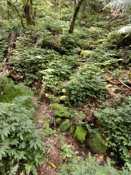 瑞芳區後凹古道+金字碑古道+三貂嶺山+三貂大崙O型2761689