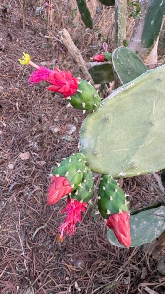 觀音山連峰3000306