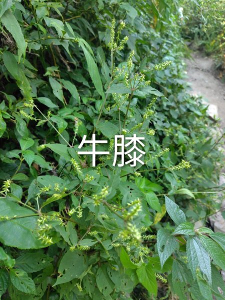 唐麻丹山 蝴蝶谷2918854